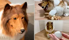 ¿Qué fue de la vida de ‘Toco’, la persona que gastó más de 13.000 dólares para “convertirse” en un perro? ¿Qué fue de la vida de ‘Toco’, la persona que gastó más de 13.000 dólares para “convertirse” en un perro?