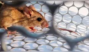 Argentina en alerta por el Hantavirus, ya que mata “de un día para otro”