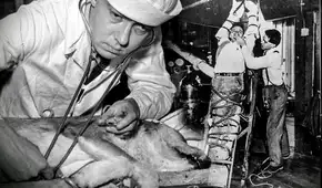 Los macabros experimentos de Robert Cornish, el científico que revivió perros y quiso probarlo en humanos