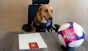 Club mexicano realiza ‘contrato vitalicio’ a Tunita, una perrita que invadió el campo en pleno partido