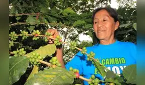 Más de 30 mil familias migraron de la hoja de coca al cultivo del café 