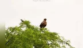 Río Piura: Avifauna del desierto 