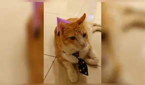 Mujer organiza fiesta de cumpleaños a su gato e invita a sus ‘amigos’ para celebrar con él [FOTOS]