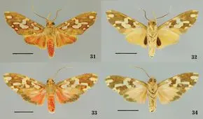 Polillas: Ponle tu nombre a una nueva especie [VIDEO]