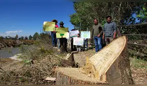Tala ilegal de árboles daña defensa rivereña natural en Pilcomayo