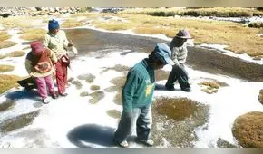 Heladas en Puno provocan fallecimientos por neumonía en población y muerte de animales