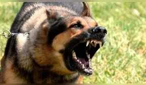 Áncash: más de 150 personas fueron mordidas por perros en Nuevo Chimbote