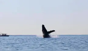 Piura: nominan a Perú como mejor destino para avistamiento de ballenas