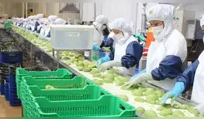 La Libertad lidera producción de palta y espárrago para agroexportaciones 