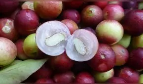 Envíos de camu camu peruano alcanzaron récord con US$ 4,7 millones