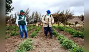 Planta de fertilizantes es viable, pero con algunos ajustes