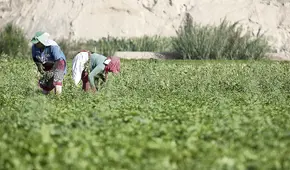 Demanda agrícola se contraería en 10% por impacto de cuarentena
