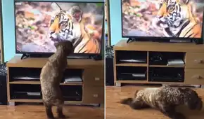 Perro tiene curiosa reacción al ver el rostro de un tigre en el televisor