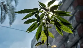 Proponen prohibir el cannabis a los extranjeros que visiten Ámsterdam