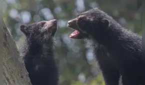 Huérfanos de la deforestación