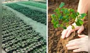 Siembran plantones para reforestar zonas rurales y urbanas de Piura