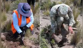 Arequipa: siembran 2.800 queñuales en comunidad a 4.200 metros de altura