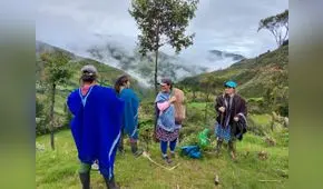 Piura: con siembra de plantones recuperan áreas degradadas