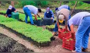 San Martín: reforestarán más de 1.000 hectáreas en provincia de Huallaga
