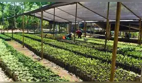 Reforestan 780 hectáreas en zonas degradadas de la región San Martín