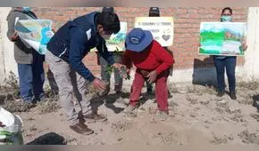 Arequipa: plantan 1.000 árboles en exbotadero en Paucarpata