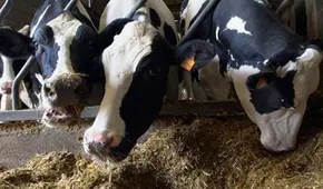 Alto precio de forrajes obliga a ganaderos a rematar sus vacas por debajo del 30% de su valor