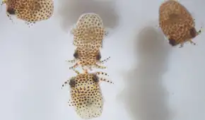 NASA envía calamares bebés a la Estación Espacial para experimentos NASA envía calamares bebés a la Estación Espacial para experimentos
