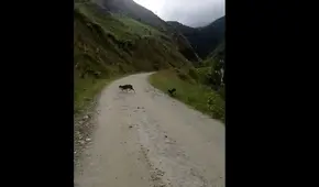 Piura: captan a especie de venado categorizada en estado vulnerable