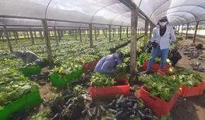 San Martín: inician campaña para sembrar un árbol y contribuir con reforestación