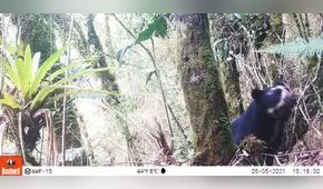 Cajamarca: registran oso de anteojos en área de conservación