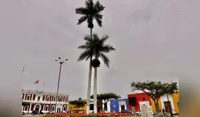 Declaran a siete árboles de entre 70 y 140 años como patrimonio de Trujillo
