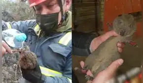 Valiente, el cuy silvestre que sobrevivió al gran incendio forestal en Cusco Valiente, el cuy silvestre que sobrevivió al gran incendio forestal en Cusco