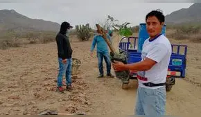 Lambayeque: reforestarán áreas dañadas por usurpadores en la reserva de Chaparrí