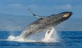 Piura se prepara para el avistamiento de ballenas que llegan desde la Antártida