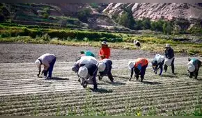 Bono Agrobanco: agricultores beneficiados pueden cobrar subsidio hasta el 30 de junio