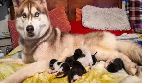 Husky se convierte en ‘mamá’  de gatitos que estaban abandonados en una caja en el bosque