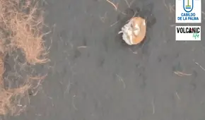 Autorizan el rescate con drones de seis perros cercados por la lava en La Palma