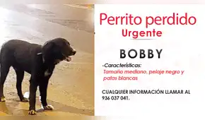 Familia busca a Bobby, perrito con cáncer extraviado en San Martin de Porres