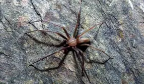 Mordido por una araña venenosa: otra víctima en rodaje de Rust, la película de Alec Baldwin