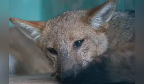 Serfor desmiente muerte de zorro Run Run: “Viene siendo atendido por personal especializado”  