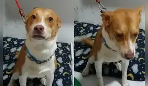 Los Olivos: buscan hogar para can que fue abandonado en veterinaria tras ser llevado a bañar