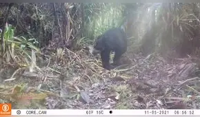 Cajamarca: cámaras trampa registran oso de anteojos categorizado como vulnerable