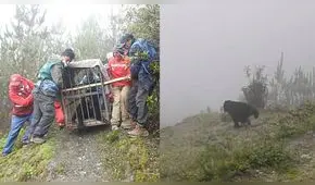 Ayacucho: rescatan a oso de anteojos que se encontraba en la copa de un árbol