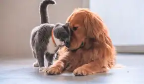 ¿Es recomendable o no dormir con tus mascotas? ¿Es recomendable o no dormir con tus mascotas?