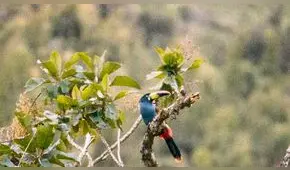 Cusco: aves de área de conservación de Choquequirao están en riesgo