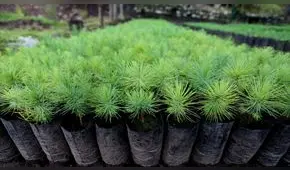 Organizan plantación de un millón de árboles en las 13 provincias de Cajamarca