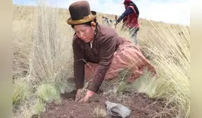 Puno: sembrarán más de 13.700 árboles para contrarrestar el cambio climático