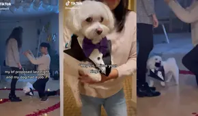 Perro ‘ayuda’ al novio de su dueña y lleva los anillos de compromiso para la pedida de mano