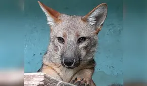 Zorrito Run Run: revisa todo lo que dijo Serfor sobre los rumores de su fallecimiento 