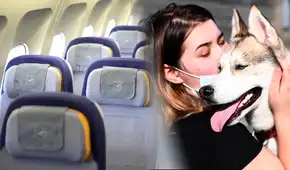 ¿Qué aerolíneas te permiten viajar con mascotas en la cabina del avión? ¿Qué aerolíneas te permiten viajar con mascotas en la cabina del avión?